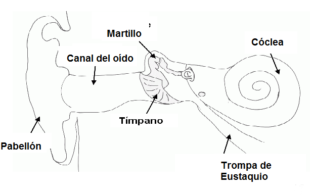 Figura 2 – Estructura del oído.
