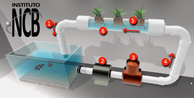 Figura 1 - Sistema acuaponico - peces y plantas: (1) Agua purificada; (2) Bomba; (3) Filtro; (4) Aguas residuales; (5) Balsa de alimentación - soporte flotante; (6) Roaos/raíces en el agua.
Figura 1 - Sistema acuaponico - peces y plantas: (1) Agua purificada; (2) Bomba; (3) Filtro; (4) Aguas residuales; (5) Balsa de alimentación - soporte flotante; (6) Roaos/raíces en el agua.