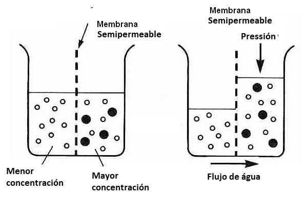 Figura 1- Flujo de agua a través de membrana semipermeable
Figura 1- Flujo de agua a través de membrana semipermeable