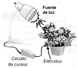 Experimiento com una planta
